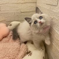 画像14925：メインクーン<br>ヴィヴィコ　きいろちゃん