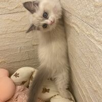 画像14927：メインクーン<br>ヴィヴィコ　きいろちゃん
