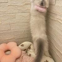 画像14928：メインクーン<br>ヴィヴィコ　きいろちゃん