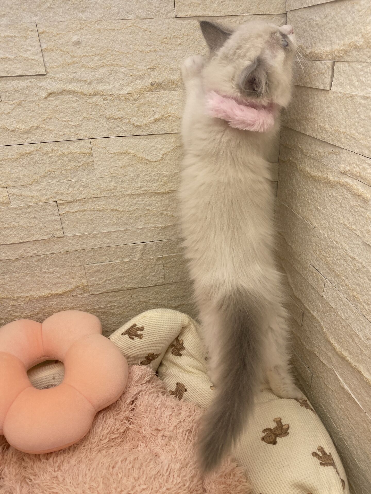 メインクーンヴィヴィコ　きいろちゃん