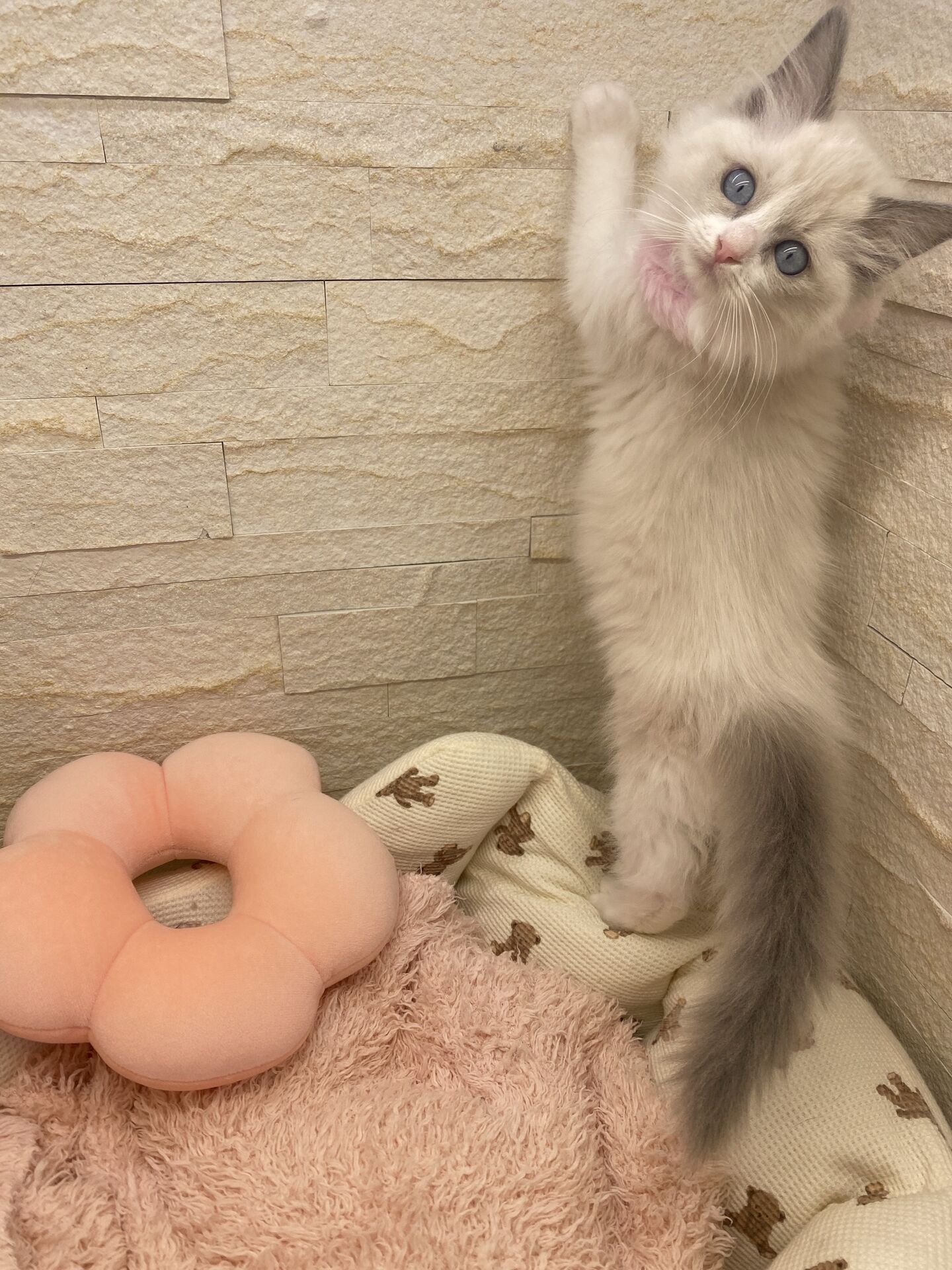 メインクーンヴィヴィコ　きいろちゃん
