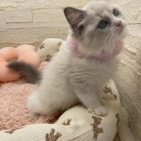 画像14930：メインクーン<br>ヴィヴィコ　きいろちゃん