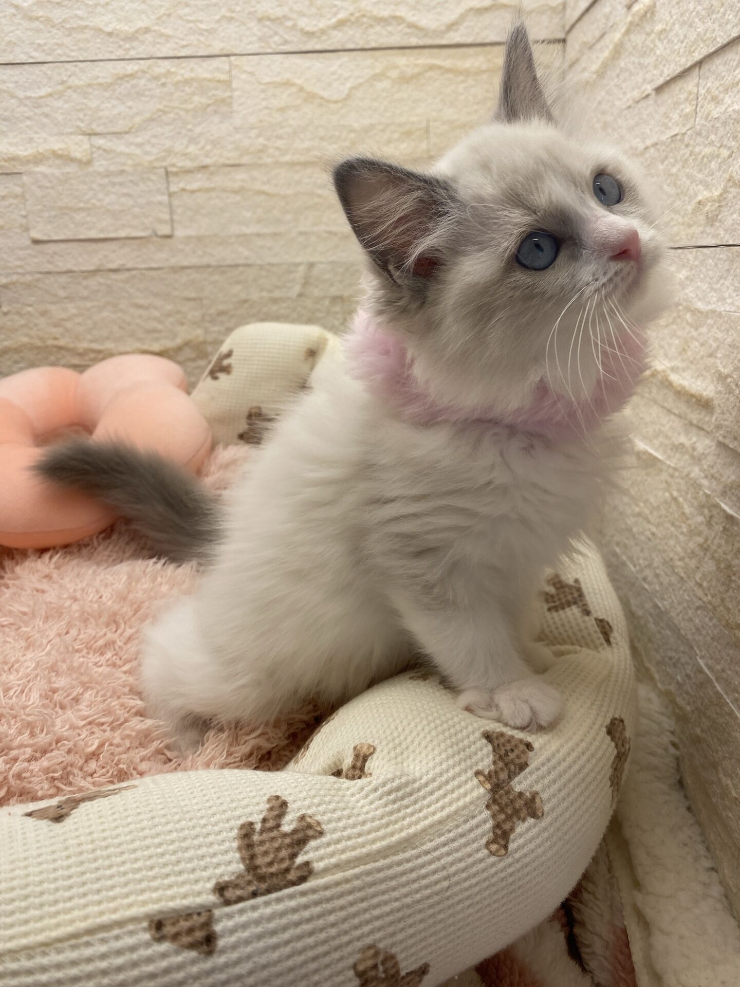 メインクーンヴィヴィコ　きいろちゃん