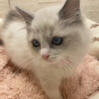 画像14931：メインクーン<br>ヴィヴィコ　きいろちゃん