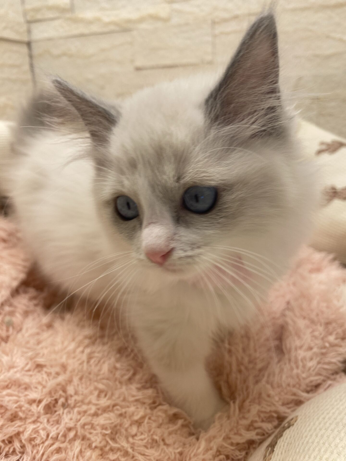 メインクーンヴィヴィコ　きいろちゃん