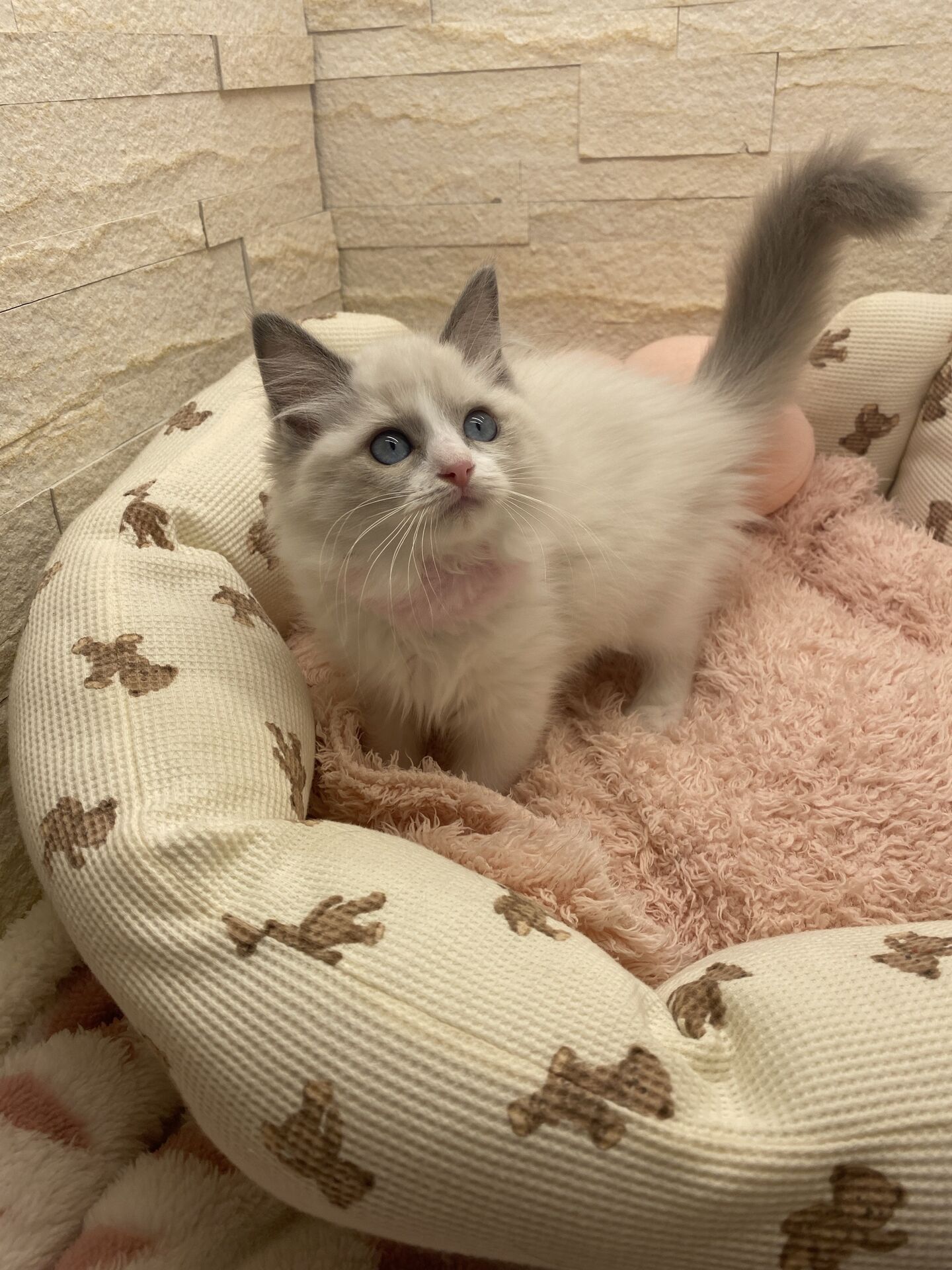 メインクーンヴィヴィコ　きいろちゃん