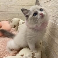 画像14937：メインクーン<br>ヴィヴィコ　きいろちゃん