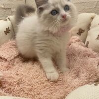 画像14938：メインクーン<br>ヴィヴィコ　きいろちゃん