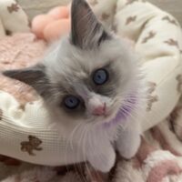 画像14939：メインクーン<br>ヴィヴィコ　きいろちゃん