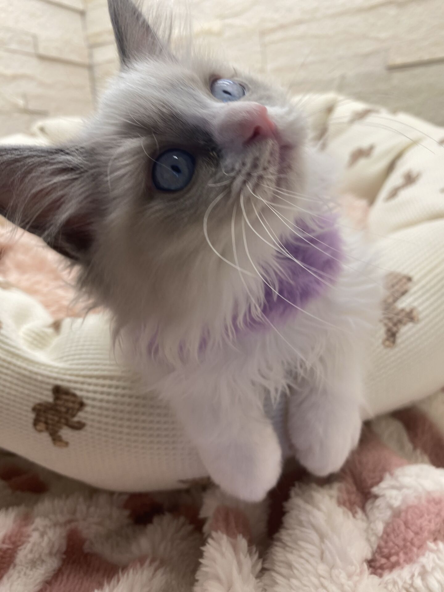 メインクーンヴィヴィコ　きいろちゃん