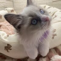 画像14941：メインクーン<br>ヴィヴィコ　きいろちゃん