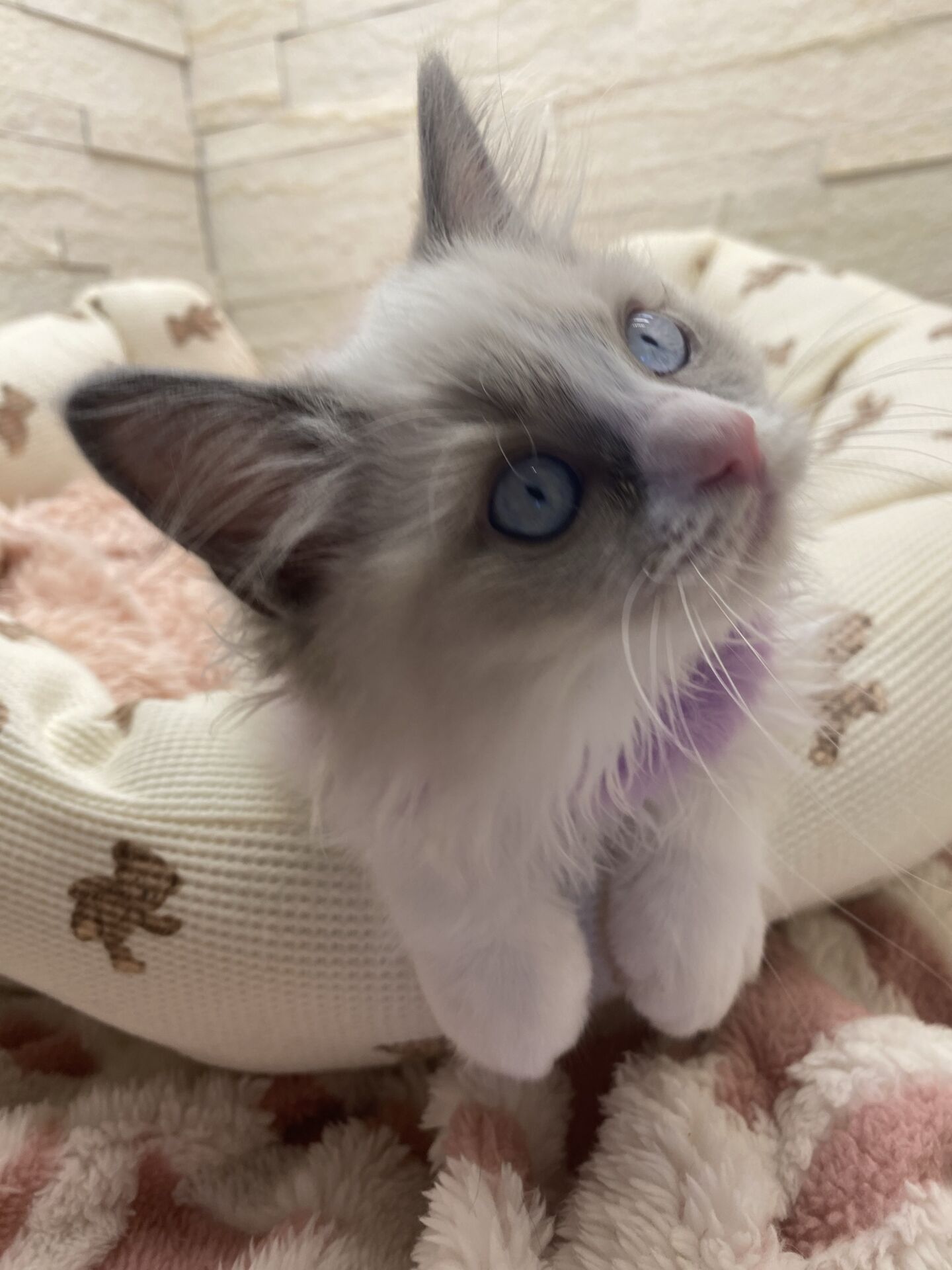 メインクーンヴィヴィコ　きいろちゃん
