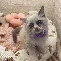 画像14943：メインクーン<br>ヴィヴィコ　きいろちゃん