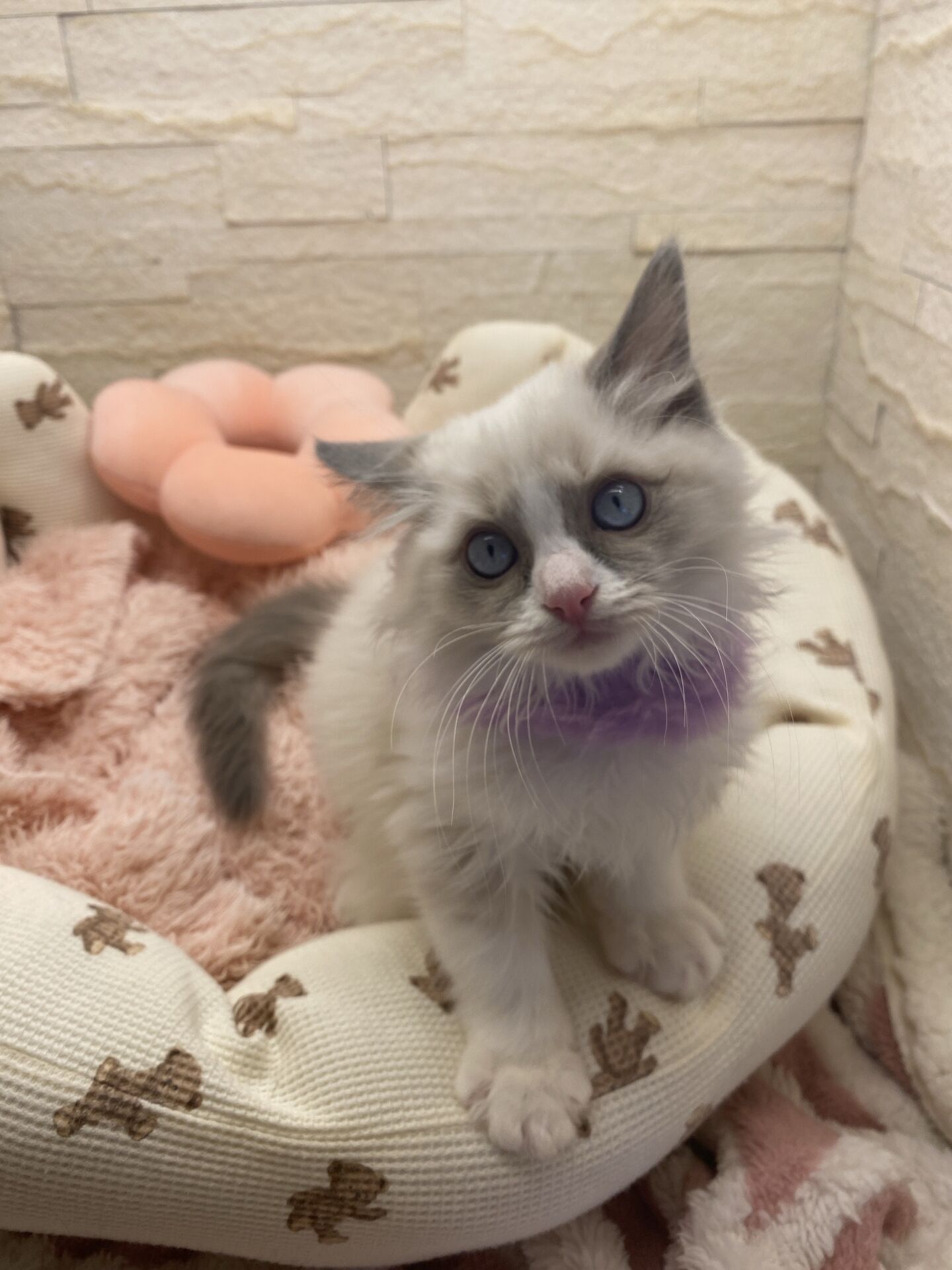 メインクーンヴィヴィコ　きいろちゃん