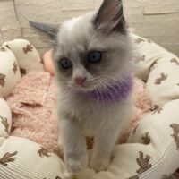 画像14951：メインクーン<br>ヴィヴィコ　きいろちゃん