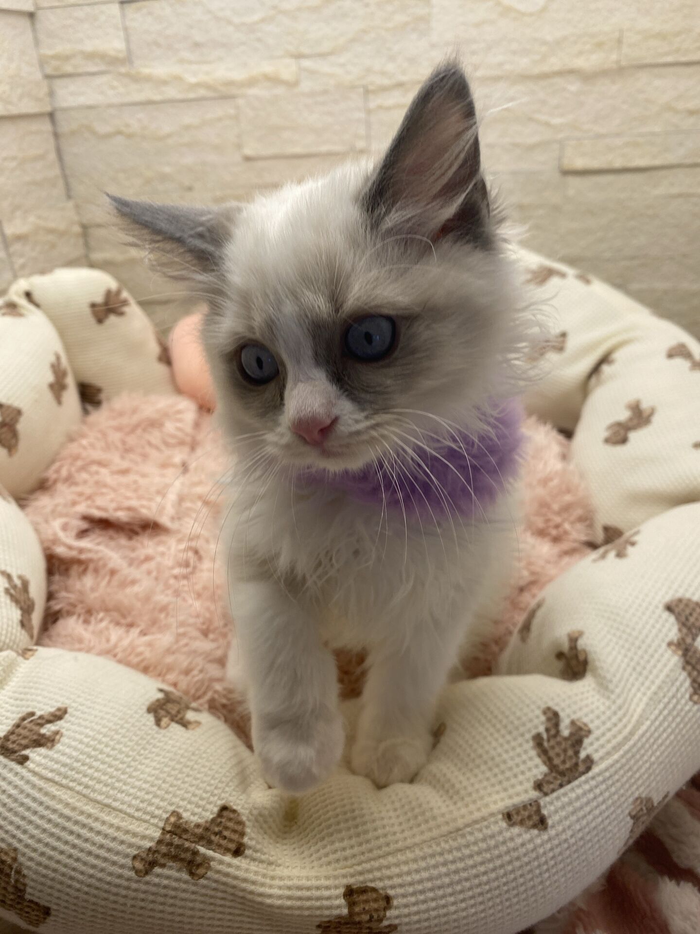 メインクーンヴィヴィコ　きいろちゃん