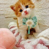 画像17012：エキゾチックショートヘア<br>　オモチ　きいろちゃん
