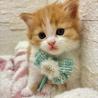 画像17013：エキゾチックショートヘア<br>　オモチ　きいろちゃん