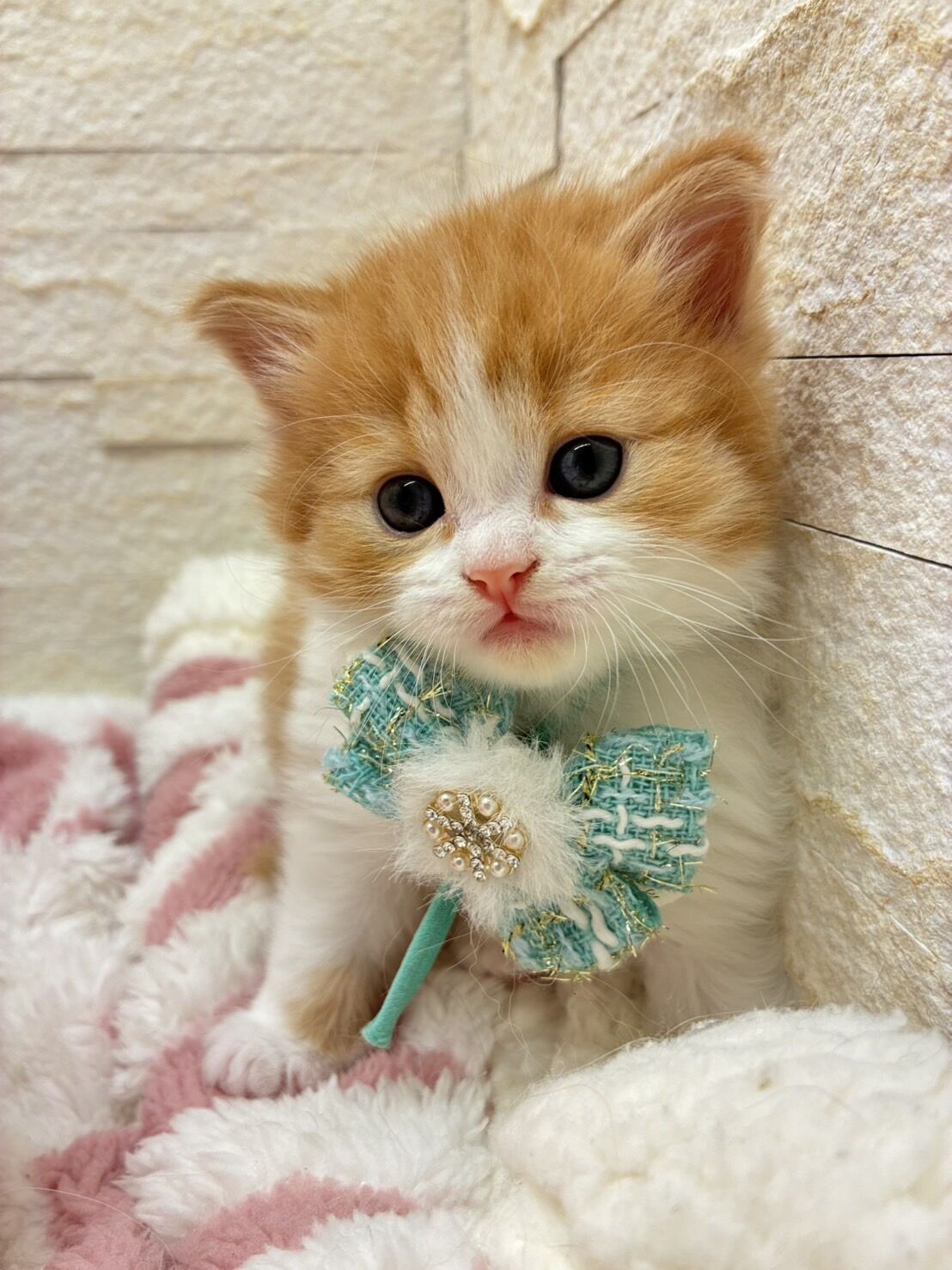 エキゾチックショートヘア　オモチ　きいろちゃん