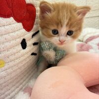 画像17014：エキゾチックショートヘア<br>　オモチ　きいろちゃん