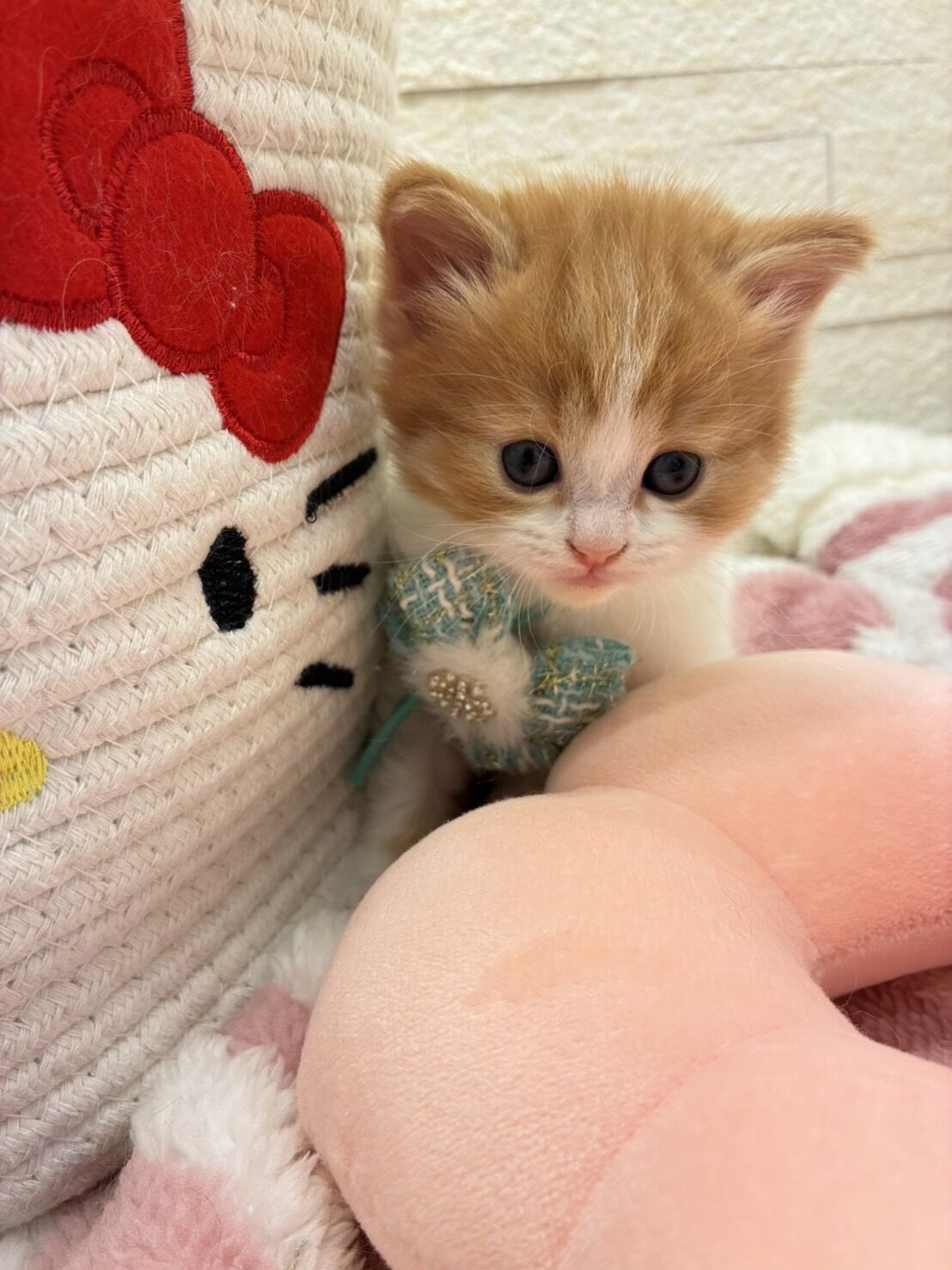 エキゾチックショートヘア　オモチ　きいろちゃん