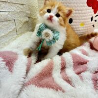 画像17015：エキゾチックショートヘア<br>　オモチ　きいろちゃん