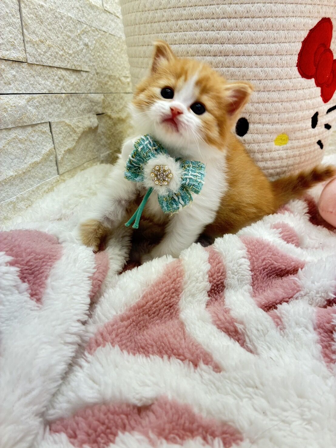 エキゾチックショートヘア　オモチ　きいろちゃん
