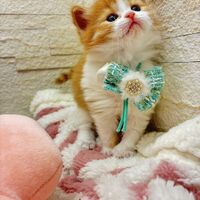 画像17016：エキゾチックショートヘア<br>　オモチ　きいろちゃん