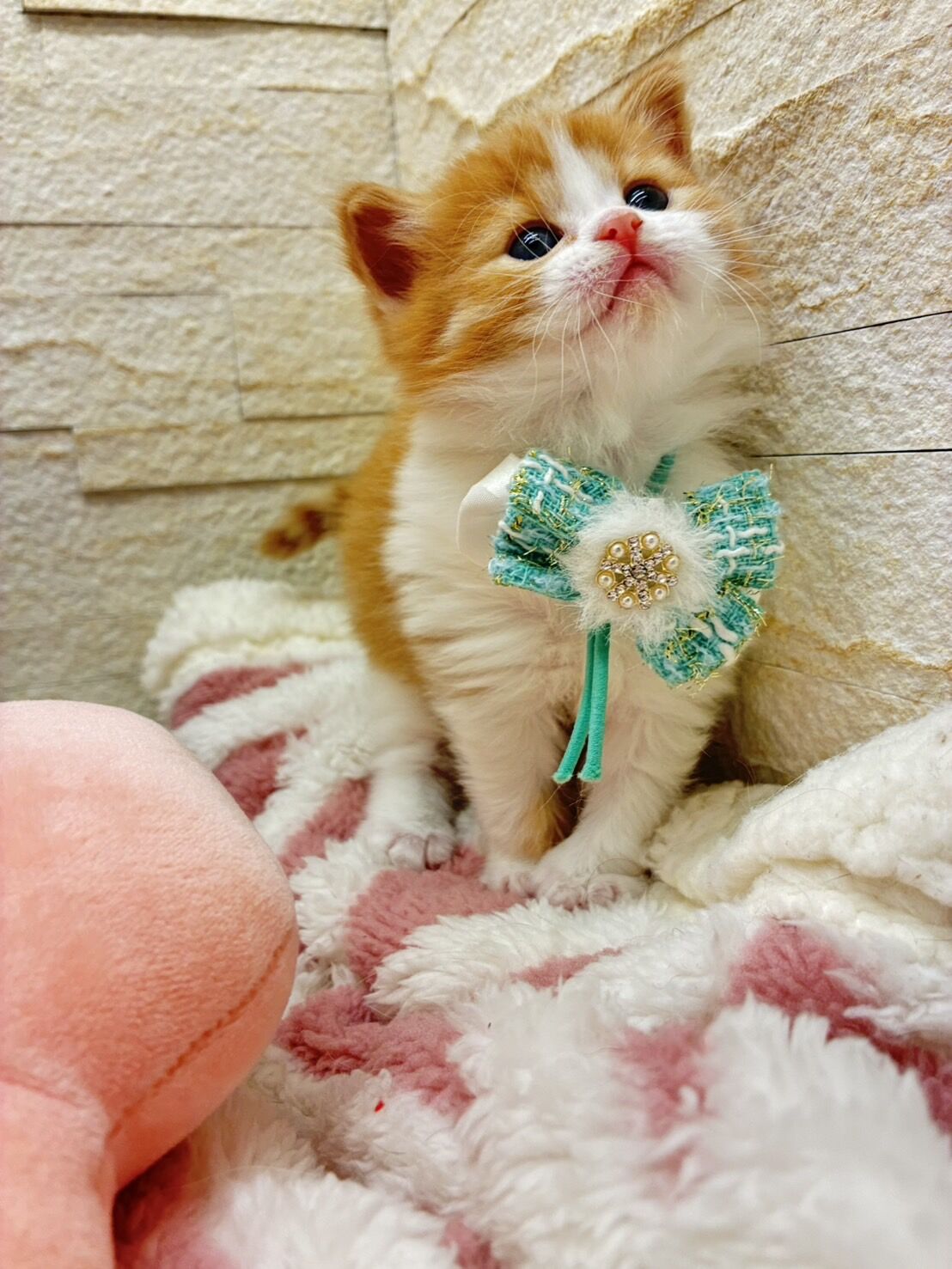 エキゾチックショートヘア　オモチ　きいろちゃん