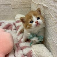 画像17017：エキゾチックショートヘア<br>　オモチ　きいろちゃん