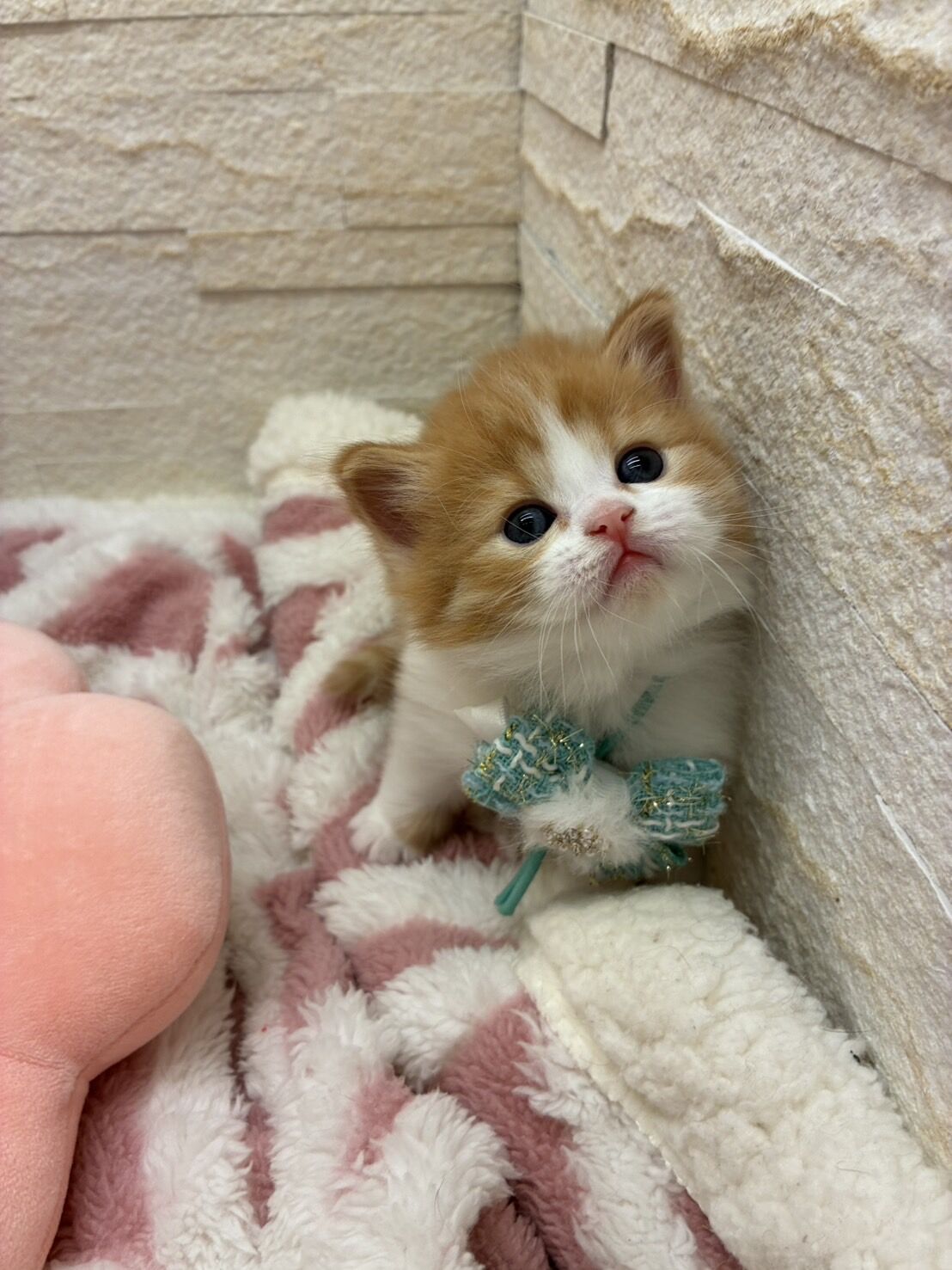 エキゾチックショートヘア　オモチ　きいろちゃん
