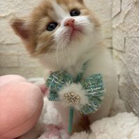 画像17018：エキゾチックショートヘア<br>　オモチ　きいろちゃん