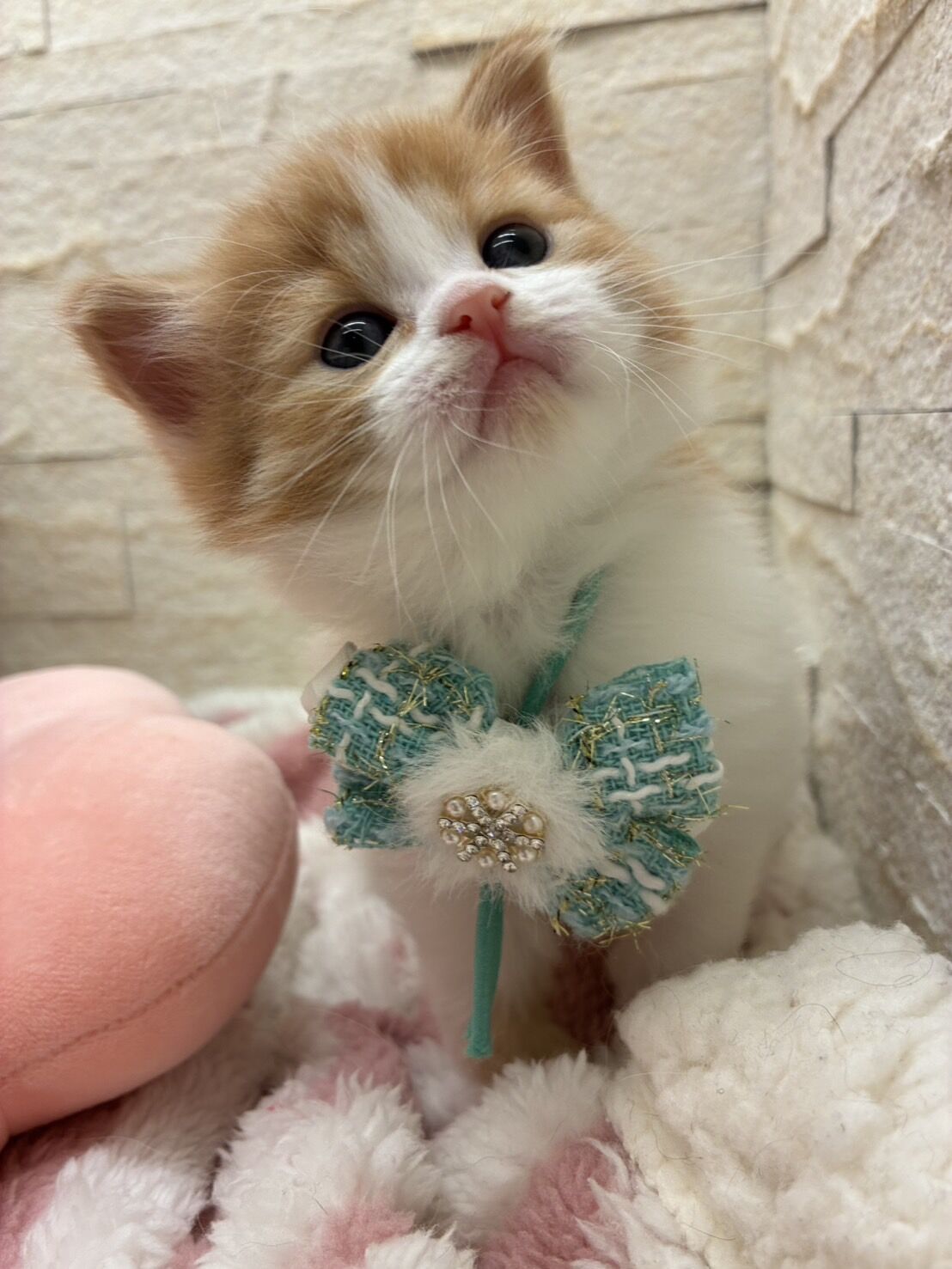 エキゾチックショートヘア　オモチ　きいろちゃん
