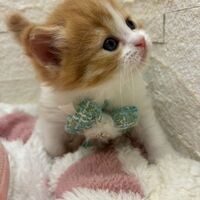 画像17019：エキゾチックショートヘア<br>　オモチ　きいろちゃん