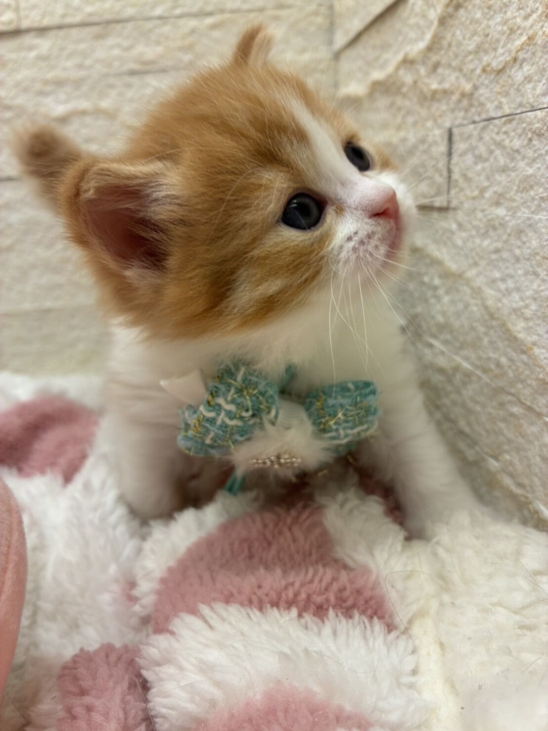 エキゾチックショートヘア　オモチ　きいろちゃん