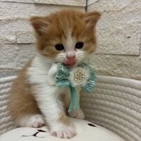 画像17020：エキゾチックショートヘア<br>　オモチ　きいろちゃん