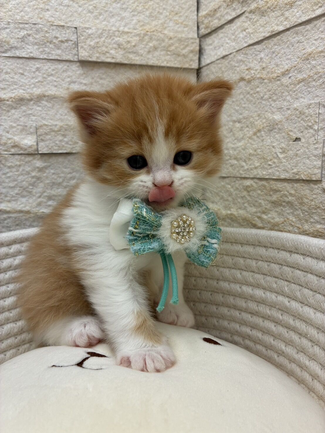 エキゾチックショートヘア　オモチ　きいろちゃん