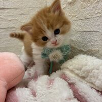 画像17021：エキゾチックショートヘア<br>　オモチ　きいろちゃん