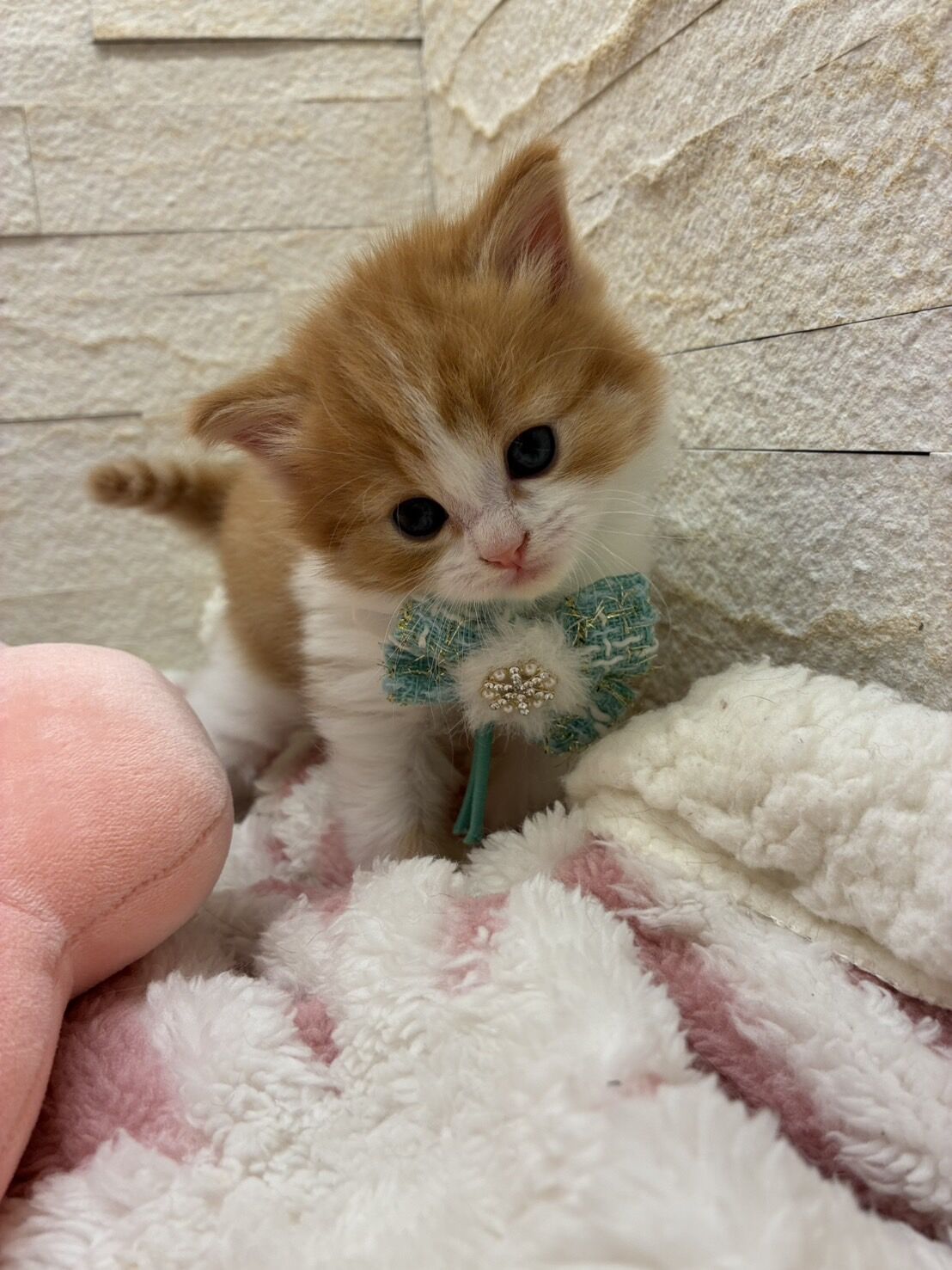 エキゾチックショートヘア　オモチ　きいろちゃん