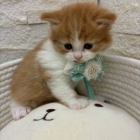 画像17022：エキゾチックショートヘア<br>　オモチ　きいろちゃん