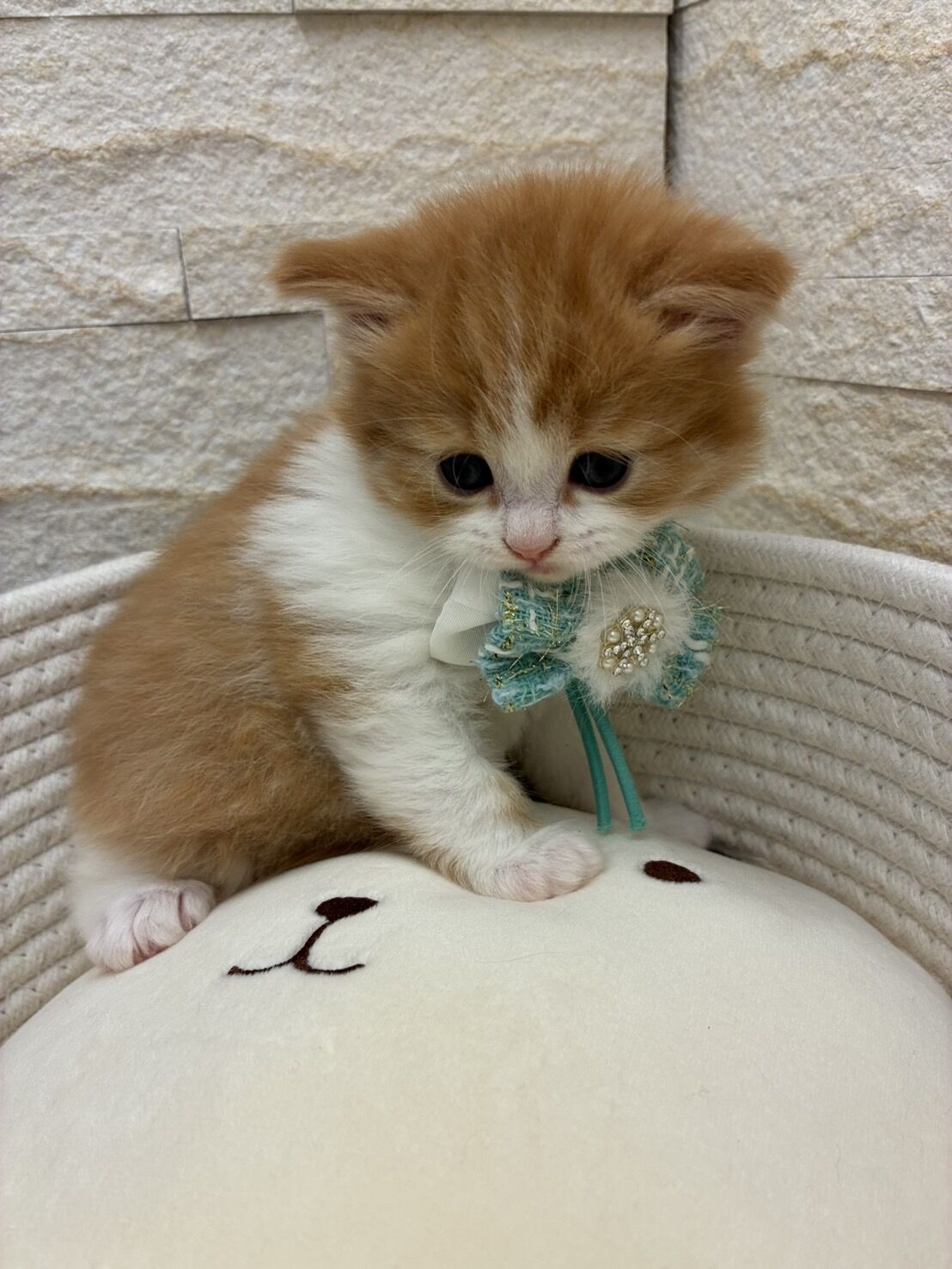 エキゾチックショートヘア　オモチ　きいろちゃん