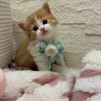 画像17023：エキゾチックショートヘア<br>　オモチ　きいろちゃん