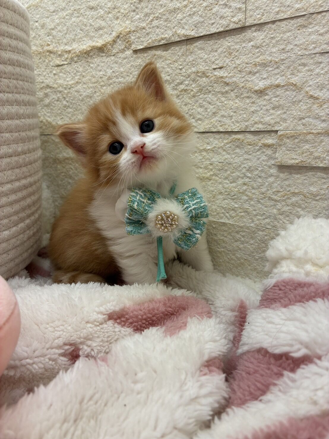 エキゾチックショートヘア　オモチ　きいろちゃん