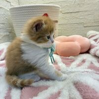 画像17024：エキゾチックショートヘア<br>　オモチ　きいろちゃん