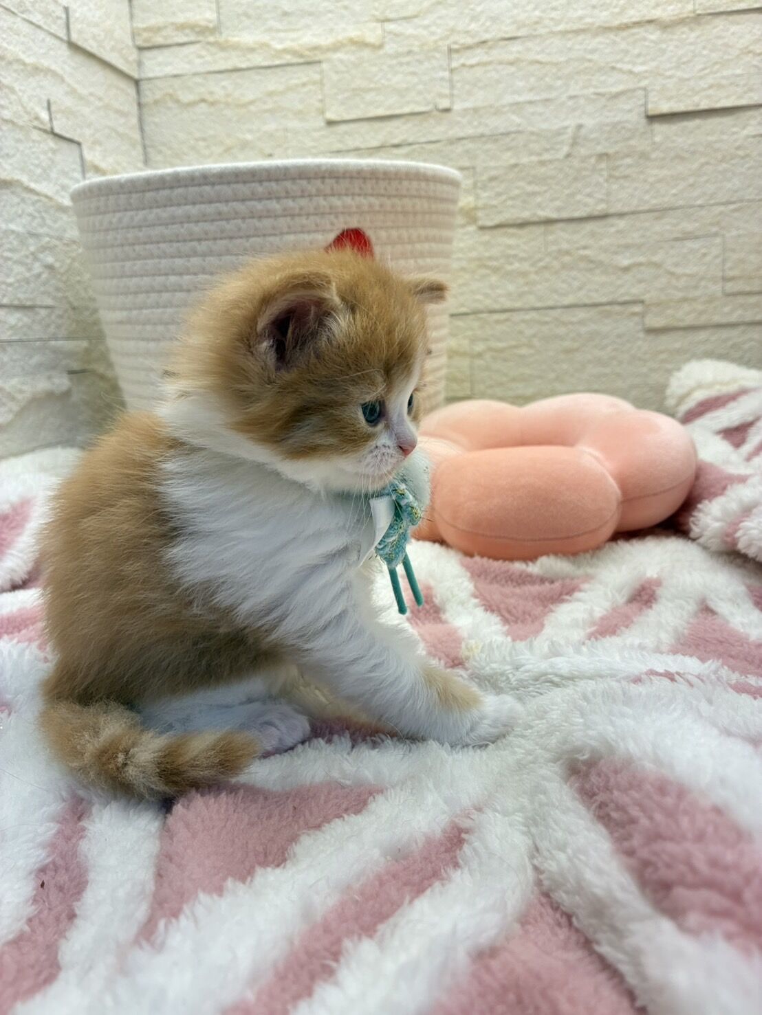 エキゾチックショートヘア　オモチ　きいろちゃん