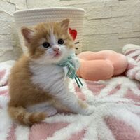画像17025：エキゾチックショートヘア<br>　オモチ　きいろちゃん