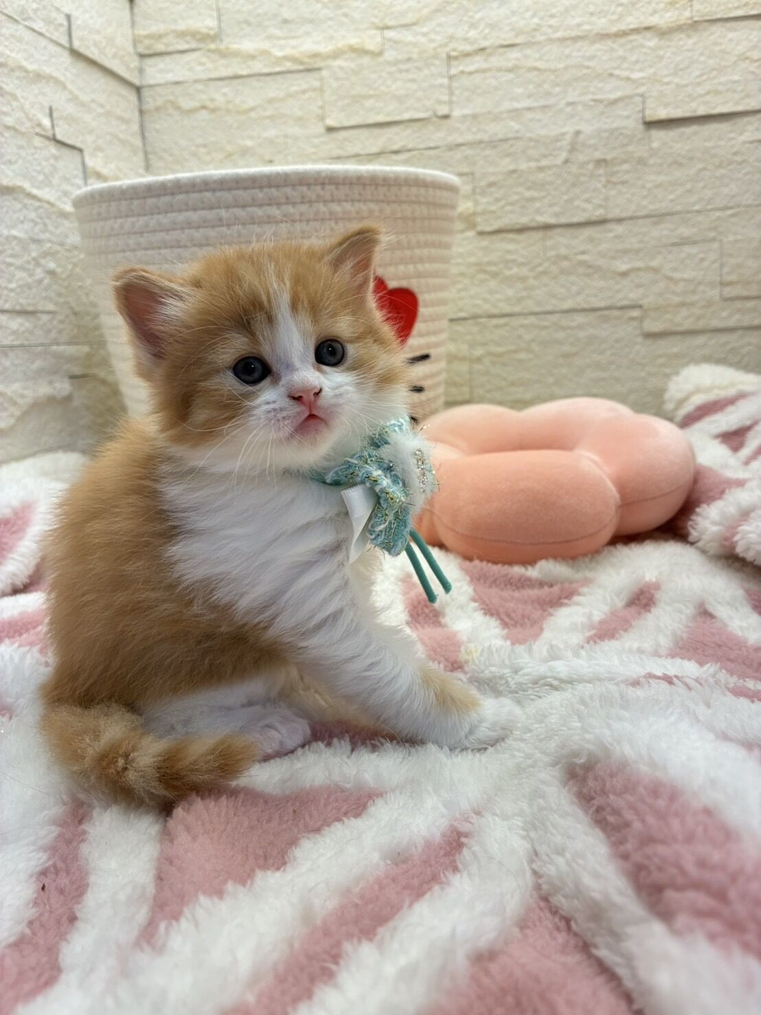 エキゾチックショートヘア　オモチ　きいろちゃん