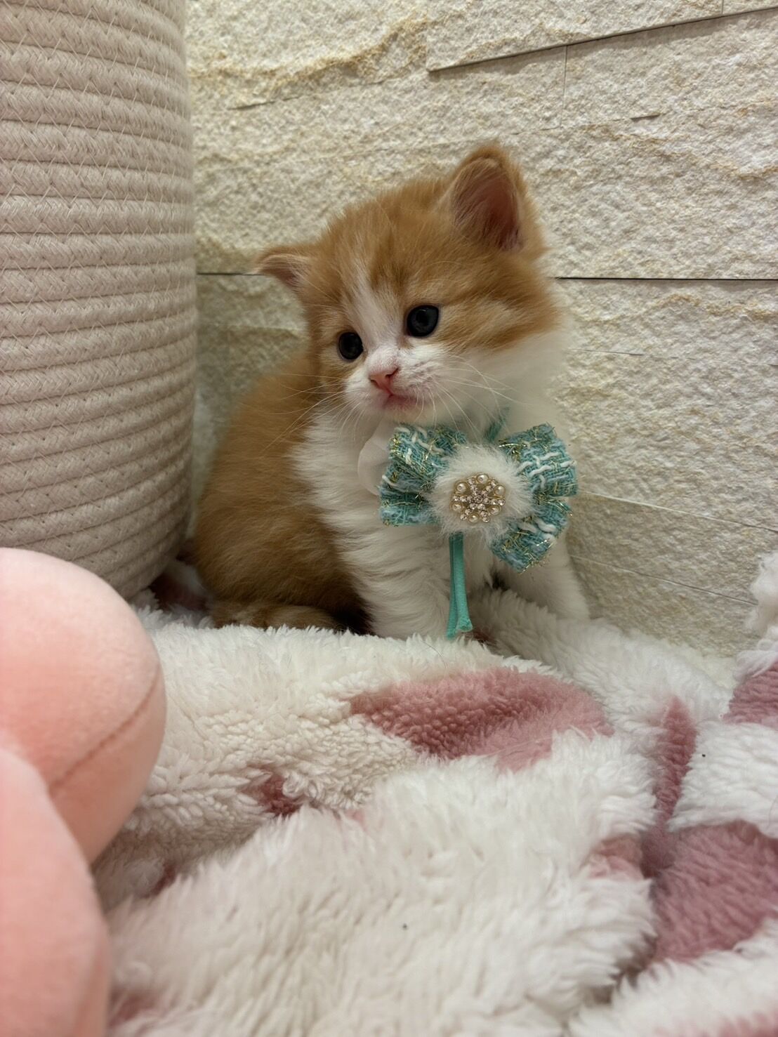 エキゾチックショートヘア　オモチ　きいろちゃん
