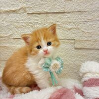 画像17027：エキゾチックショートヘア<br>　オモチ　きいろちゃん