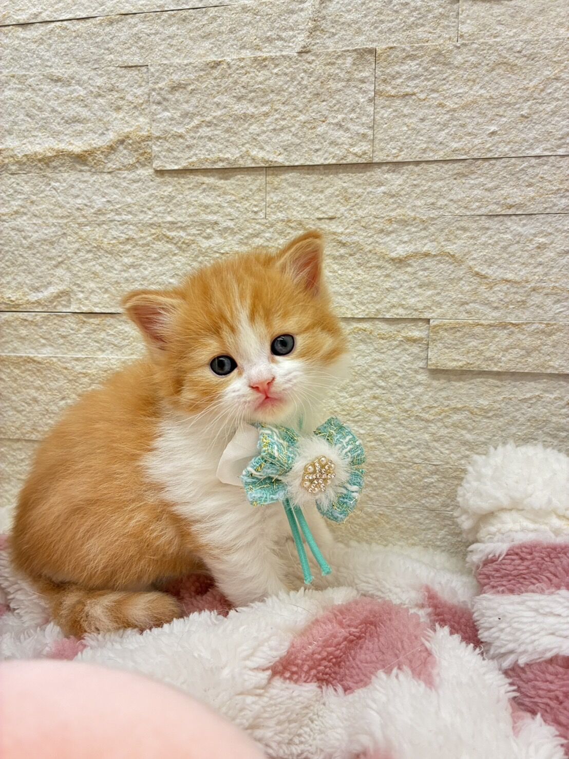 エキゾチックショートヘア　オモチ　きいろちゃん